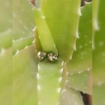 Handmade two colors studs
